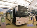 GoldenDragon02